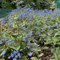 Brunnera macrophylla 'Silver Wings'